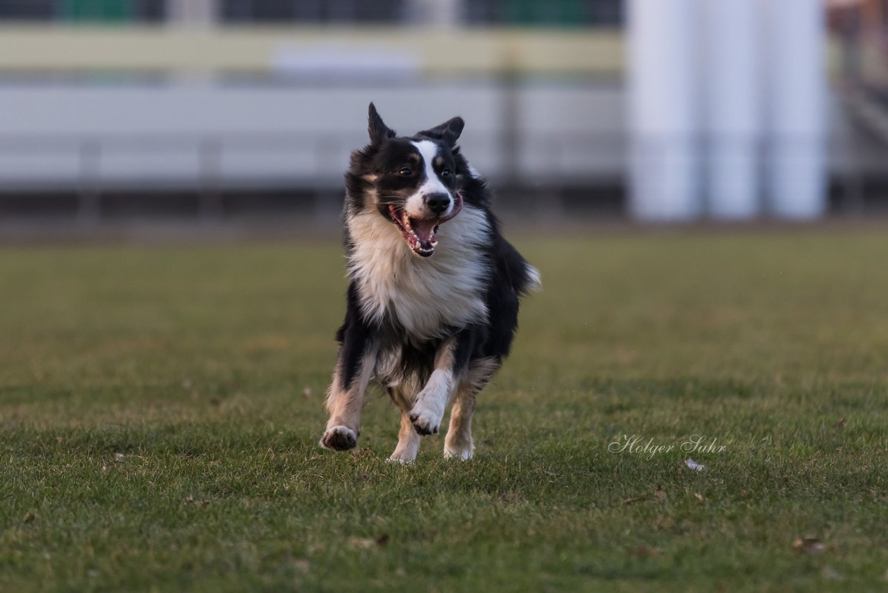 Bild 52 - Hundeshooting